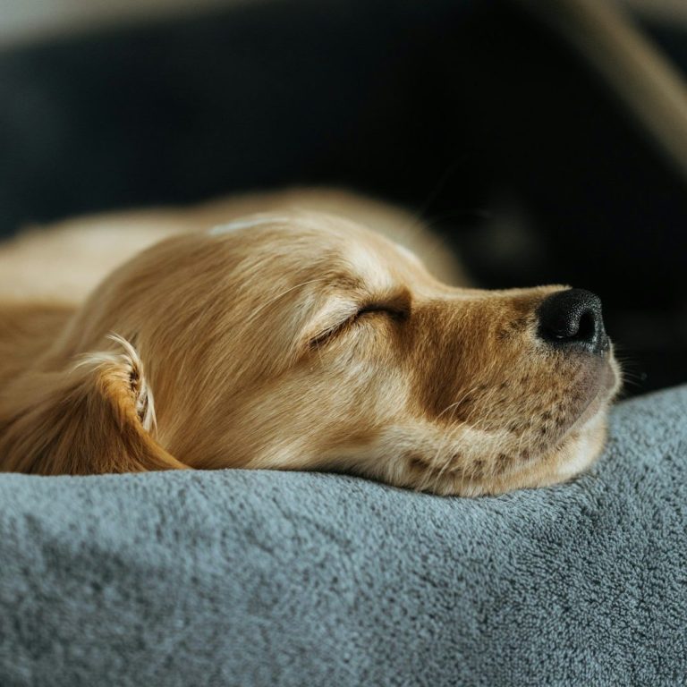 Ein schlafender goldenretriever auf einem grauen Kissen.