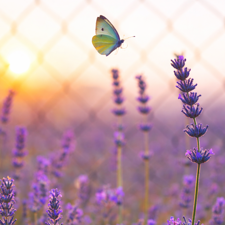 Schmetterling fliegt über lila Lavendel vor einem Sonnenuntergang.