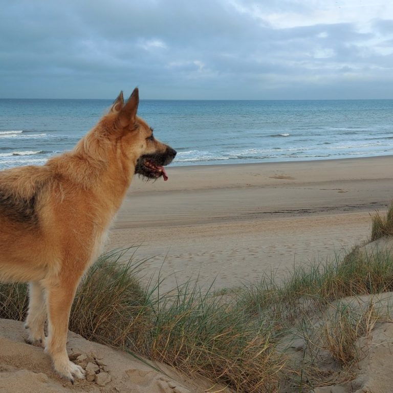 Ein Hund steht an einem Strand und blickt auf das Meer.