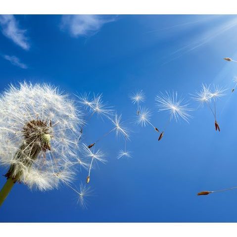 Weißer Pusteblumenkopf mit Samen, die in den blauen Himmel fliegen.