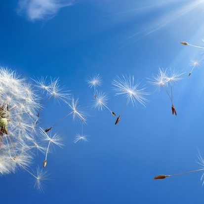 Pusteblumen-Samen schweben leicht durch einen klaren blauen Himmel.
